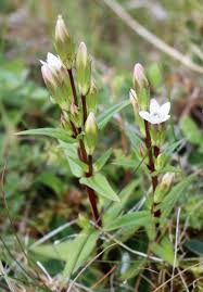 Attēlu rezultāti vaicājumam “Gentianella amarella”