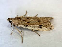 Attēlu rezultāti vaicājumam “Phycitodes binaevella”