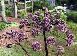 Image result for Angelica silvestris