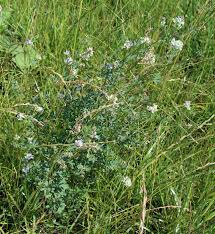 Attēlu rezultāti vaicājumam “Medicago x varia  flower”