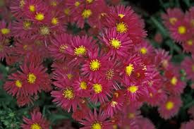 Image result for Aster novi-belgii