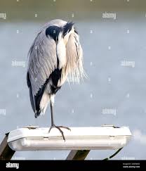 Attēlu rezultāti vaicājumam “Ardea cinerea adult”