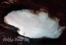 Attēlu rezultāti vaicājumam “Antrodia crassa”