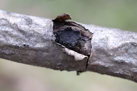 Attēlu rezultāti vaicājumam “Biscogniauxia repanda”