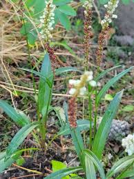 Attēlu rezultāti vaicājumam “Bistorta vivipara flower”