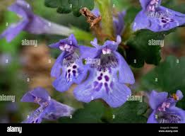 Attēlu rezultāti vaicājumam “Glechoma hederacea flower”