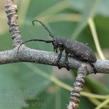 Attēlu rezultāti vaicājumam “Lamia textor”