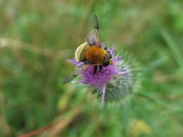 Attēlu rezultāti vaicājumam “Arctophila superbiens”