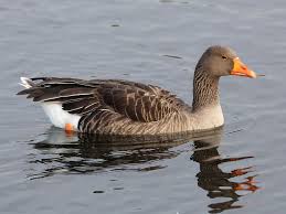 Attēlu rezultāti vaicājumam “Anser anser”