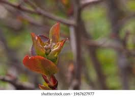 Attēlu rezultāti vaicājumam “Aronia melanocarpa bud”