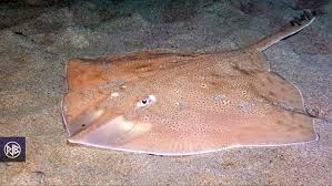 Image result for Raja asterias