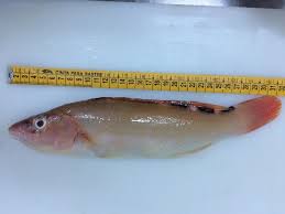 Image result for Labrus mixtus