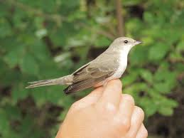 Attēlu rezultāti vaicājumam “Sylvia nisoria”