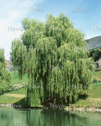 Attēlu rezultāti vaicājumam “Salix x sepulcralis”