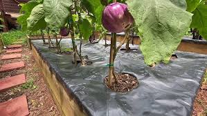 Afbeeldingsresultaat voor rosa bianca eggplant