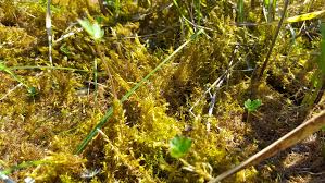 Attēlu rezultāti vaicājumam “Brachythecium campestre”