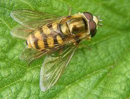 Attēlu rezultāti vaicājumam “Eupeodes corollae”