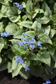 Attēlu rezultāti vaicājumam “Brunnera macrophylla flower”