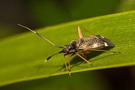 Attēlu rezultāti vaicājumam “Closterotomus biclavatus”