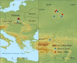 Attēlu rezultāti vaicājumam “Larix decidua var. polonica”