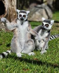 lemur ile ilgili görsel sonucu