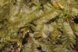 Attēlu rezultāti vaicājumam “Chiloscyphus pallescens”