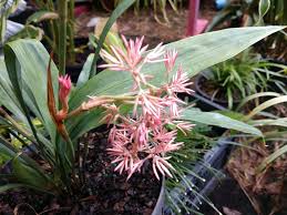 Attēlu rezultāti vaicājumam “Carex lasiocarpa female flower”