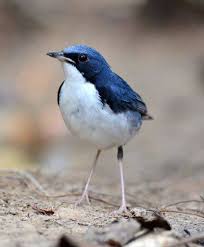 Image result for Luscinia cyane