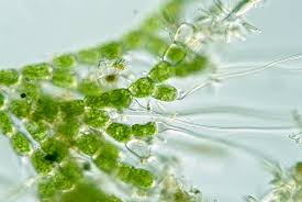 Attēlu rezultāti vaicājumam “Bulbochaete mirabilis”