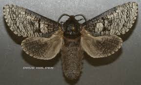 Attēlu rezultāti vaicājumam “Cossidae”