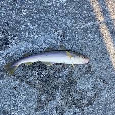Image result for Microgadus tomcod