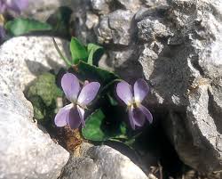 Attēlu rezultāti vaicājumam “Viola rupestris leaf”