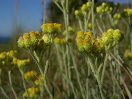 Attēlu rezultāti vaicājumam “Helichrysum arenarium”
