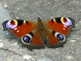 Attēlu rezultāti vaicājumam “Inachis io”