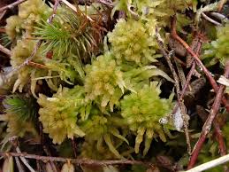 Attēlu rezultāti vaicājumam “Sphagnum angustifolium”