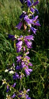 Attēlu rezultāti vaicājumam “Campanula bononiensis”