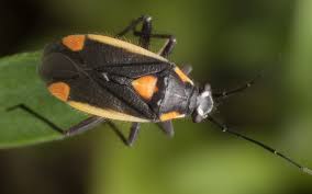 Attēlu rezultāti vaicājumam “Capsodes gothicus”