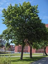 Attēlu rezultāti vaicājumam “Tilia x vulgaris”