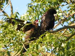 Attēlu rezultāti vaicājumam “Corvus frugilegus adult”