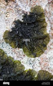 Attēlu rezultāti vaicājumam “Collema”