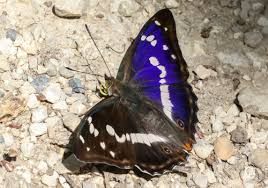 Attēlu rezultāti vaicājumam “Apatura iris female”