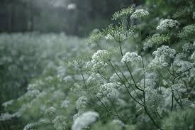 Attēlu rezultāti vaicājumam “Aegopodium podagraria flower”