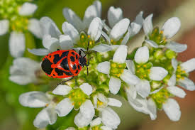 Attēlu rezultāti vaicājumam “Eurydema dominulus imago”