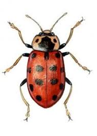 Attēlu rezultāti vaicājumam “Hippodamia tredecimpunctata”