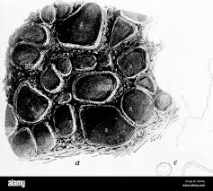 Attēlu rezultāti vaicājumam “Ophiotheca chrysosperma”