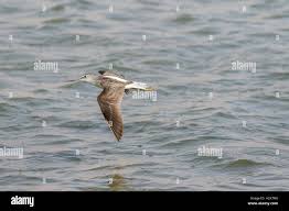 Attēlu rezultāti vaicājumam “Tringa nebularia”