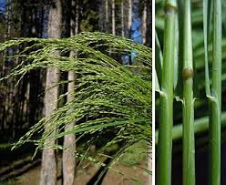 Attēlu rezultāti vaicājumam “Polymerus palustris”