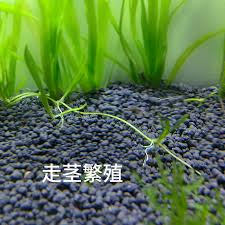 「水蘭」的圖片搜尋結果