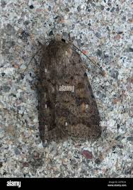 Attēlu rezultāti vaicājumam “Caradrina morpheus”