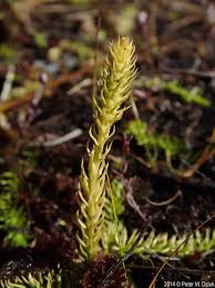 Attēlu rezultāti vaicājumam “Lycopodiella inundata”